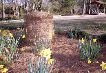 A 40 pound bale will cover about 100 square feet.